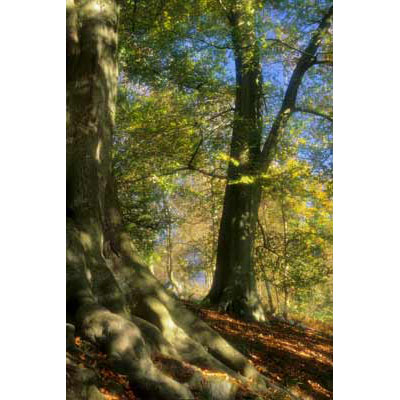 Wf0_Sunlit Trees, Strid Wood